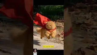 cute cats songs - New Superman Flying #shorts #cat #pets #catlover #ai   #cartoon  #funnyvideo