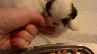 3 weeks old pekingese puppies trying to eat food for the first time