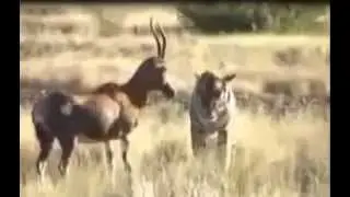 Tiger attacks Deer, Tiger vs  Deer