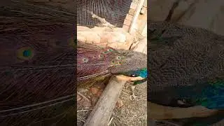green java mor #music #tamil #song #love #religion #peacock #bgm