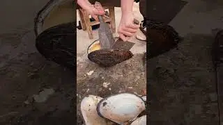 Proses pencarian kerang mutiara.