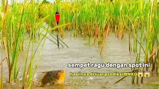 Spot persawahan ikannya besar besar‼️ mancing nila Demak terbaru
