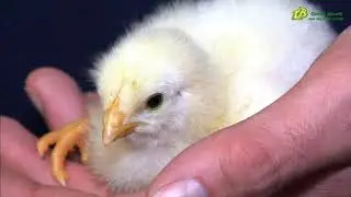 Tierwirt in FR Gefl&uuml;gelhaltung