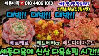 세종다육 찐빛감다육입고!! 대박!이걸안사면 바붕😍😍