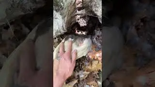 Moving eggs