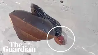 Footage shows snail on the brink of extinction giving birth through its neck