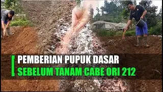 olah lahan dan pemberian pupuk dasar cabe ori 212