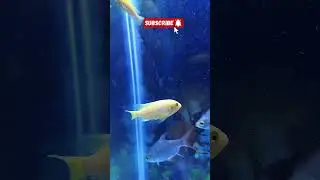 Bana cichlid #vlog #shortsfeed #yt #shorts #share #subscribe #yt  #youtubeshorts #viral #fish #views