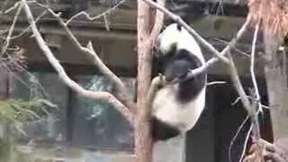 Mei Xiang having fun in a tree