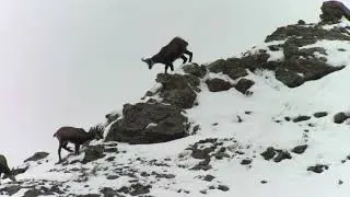 ❄ Branco di Camosci в Val di Rabbi на снегу |Дигрископирование на большой высоте 📸