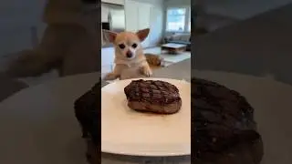 Chihuahua vs Pitbull &mdash; Steak Counter Heist 🥩 #viral #funny #chihuahuafanclub #pets