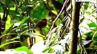 White-throated Spadebill - Platyrinchus mystaceus - www.colombiabirding.com