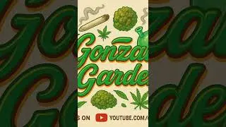 VIVOSUN Grow tent new grow update on GG4, Pet Gorilla and 4 leaf clover OG #vivosun @Vivosun #420