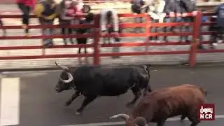 Encierro tradicional Martes de Carnaval en Ciudad Rodrigo 2024