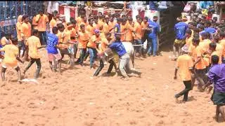 Kallalankudi Jallikkattu - Tamil Magan Studio
