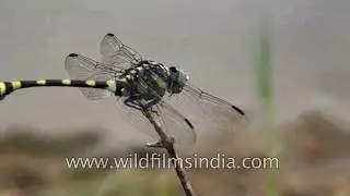 Common clubtail dragonfly (Ictinogomphus rapx)