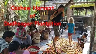 Cashew Harvest at Dudhsagar Plantation Goa/Cashewernte in Goa