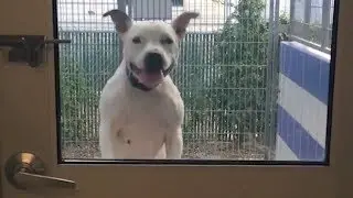 Lustige springende Hunde lassen dich super lachen