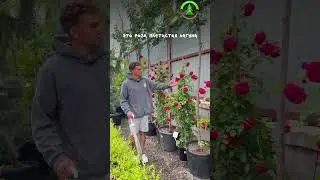 Плетистые розы Ростов-на-Дону, ул. Левобережная, 19 &laquo;Зелёный берег&raquo; 🕒 Часы работы: с 9:15 до 17:00