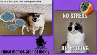 These memes are not moldy!!!!