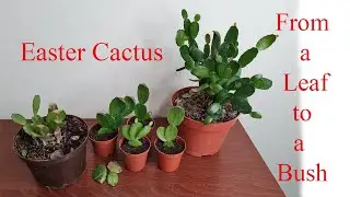 How to Repot and Propagate a Christmas/Easter Cactus Schlumbergera / Rhipsalidopsis