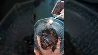 Only 2 Ingredients Chocolate Mud Cake Recipe