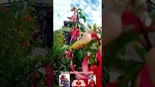 La vida de rojas