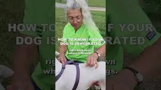 Check to See If Your Dog is Dehydrated Part 2