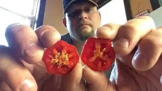Atomic Starfish Chili pod review-APPLE CRUNCHY