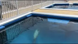 【香川県】四国水族館 水中で爆睡するアザラシ Shikoku Aquarium 2023/06