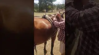 Attaching harness and cart to horse