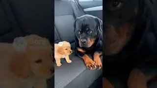 This Puppy Has No Fear! 😂 Little Pup vs. Big Rottie