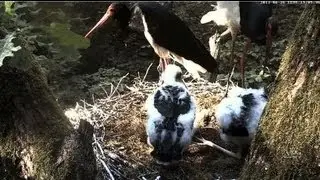 Tiit and Tiina - parents switch and feeding - 26 June, 2013., 19:03
