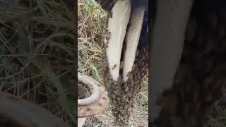 honey bees 🐝#honeybee #bee #beekeeping
