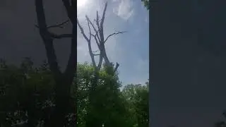 Nice and slow with full control. Dead tree felling