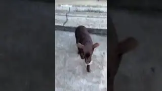 Flappy ears