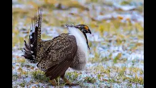 Falconry: Ben Recommends Life History of the Sage Grouse