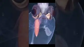 Deep Sea Glass Squid. I Can See All Your Guts!  😄  #animalbehavior #weird