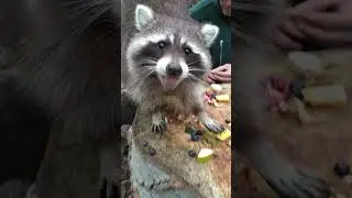 🦝 Mos&oacute;medv&eacute;k - ők is a Medveotthonban &eacute;lnek