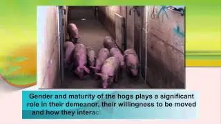 Safe Pig Handling