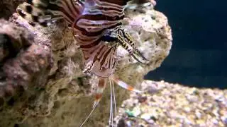 Lionfish eats coral banded shrimp