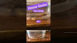 Mediterranean Gecko: Unboxing and Care Pt 1