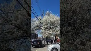 I love you 😍 💋 💗 #shortstreetVlog #spring #bloomingtree