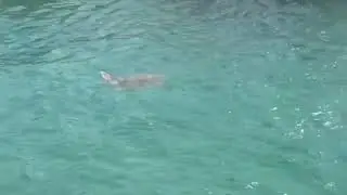 Turtle 12 Island boat trips Sarigerme Travel Point #Tui blue Tropical #Tui Holiday Village