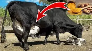 Increase 30% Milk Production Of Cows & Buffalo Use Turmeric | Benefits Of Turmeric For Dairy Animals
