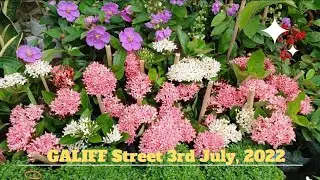 Galiff Street Market- Tala Hat- Flower Collection