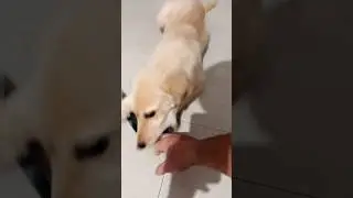 Is Your Golden Retriever Puppy Acting Aggressive?💥 Watch This!#goldenretreivers #shortvideo #shorts