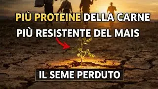 Più Proteine della Carne, Più Resistente del Mais: Il Seme di Sopravvivenza Perduto