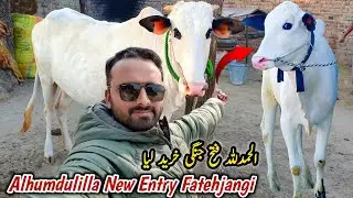 Alhumdulilla New Entry Fatehjangi Bull Aa Gaya_MB Vlogs