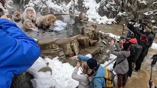 Завораживающие снежные обезьяны! Волшебное купание в горячих источниках, поражающее туристов! #/ mon